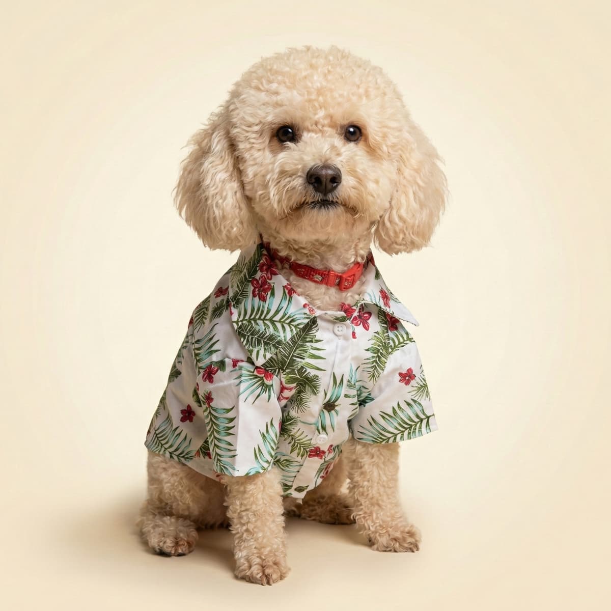 Catálogo Mayorista Lucky Pet 2